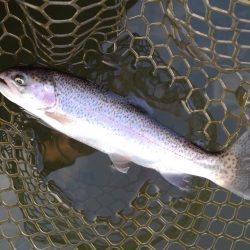 大安トラウトレイク釣果